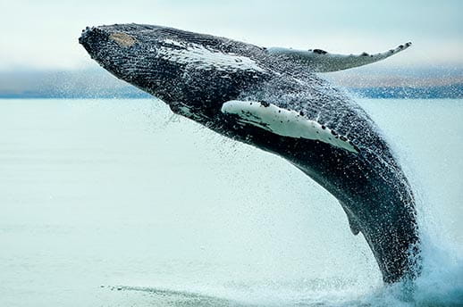 A humpback whale breaching the water